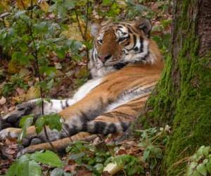 虎口遐想（上）